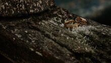 Twee trouwringen op vermolmd hout als symbool voor een scheiding die dreigt.